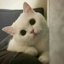 Dewi Lestari avatar